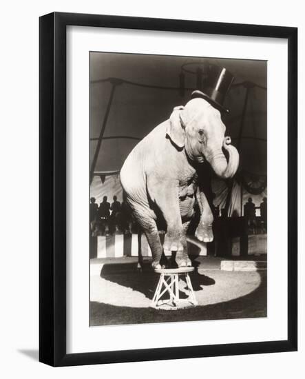 Elephant Wearing Top Hat Performing on Stool in Circus-null-Framed Photo