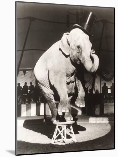 Elephant Wearing Top Hat Performing on Stool in Circus-null-Mounted Photo