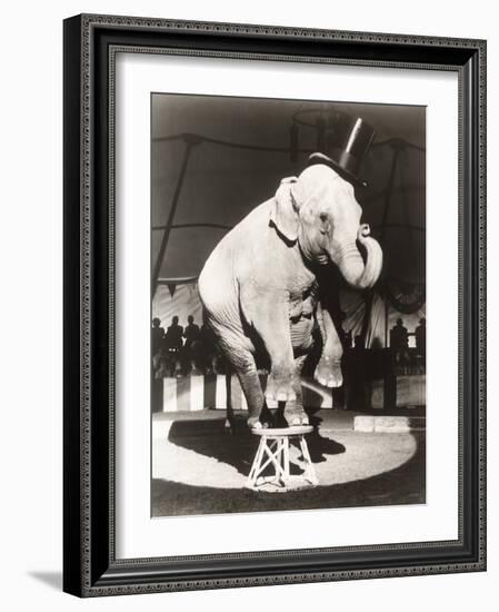 Elephant Wearing Top Hat Performing on Stool in Circus-null-Framed Photo