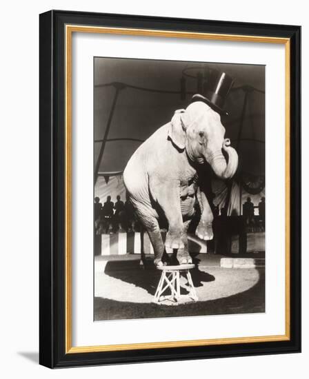 Elephant Wearing Top Hat Performing on Stool in Circus-null-Framed Photo