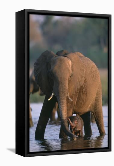 Elephant with Calf Wading in River-Paul Souders-Framed Premier Image Canvas