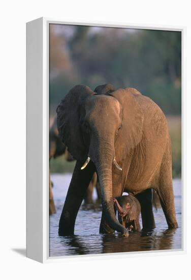 Elephant with Calf Wading in River-Paul Souders-Framed Premier Image Canvas