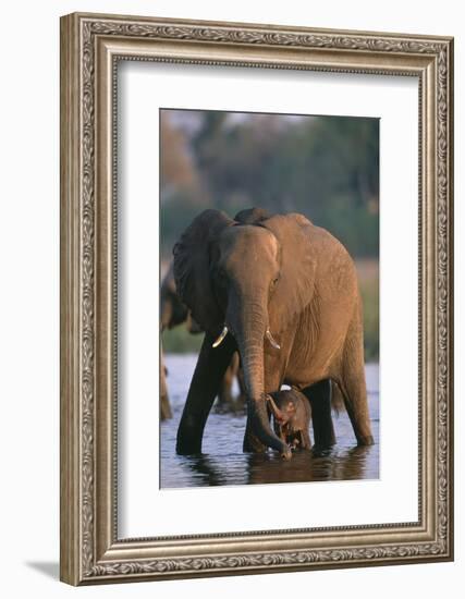 Elephant with Calf Wading in River-Paul Souders-Framed Photographic Print