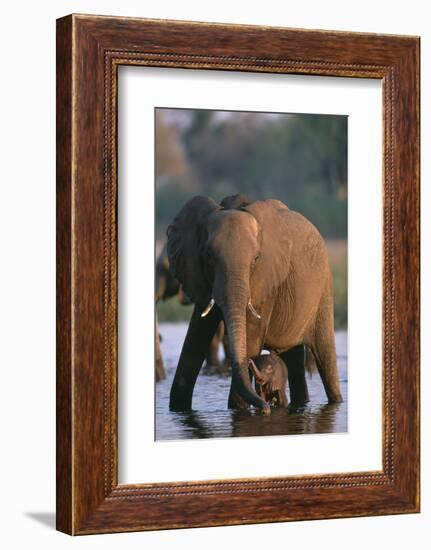 Elephant with Calf Wading in River-Paul Souders-Framed Photographic Print