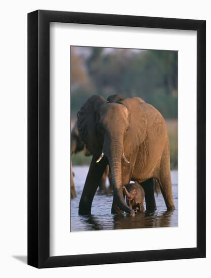 Elephant with Calf Wading in River-Paul Souders-Framed Photographic Print