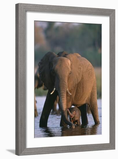 Elephant with Calf Wading in River-Paul Souders-Framed Photographic Print