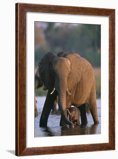 Elephant with Calf Wading in River-Paul Souders-Framed Photographic Print