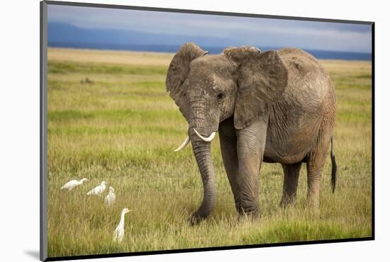 Elephant with Curved Tusks-dmussman-Mounted Photographic Print
