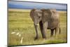 Elephant with Curved Tusks-dmussman-Mounted Photographic Print