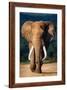 Elephant with Large Teeth Approaching - Addo National Park-Johan Swanepoel-Framed Photographic Print