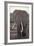 Elephant with Long Tusks-DLILLC-Framed Photographic Print