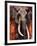 Elephant-Fabienne Arietti-Framed Art Print