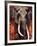 Elephant-Fabienne Arietti-Framed Art Print