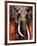 Elephant-Fabienne Arietti-Framed Art Print