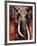 Elephant-Fabienne Arietti-Framed Art Print