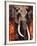 Elephant-Fabienne Arietti-Framed Art Print