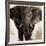 Elephant-Emmanual Michel-Framed Art Print