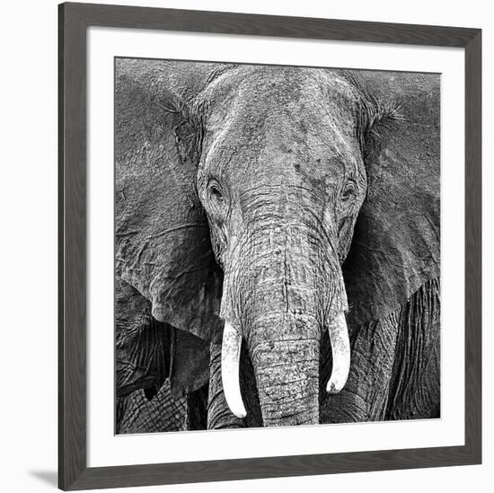 Elephant-null-Framed Art Print