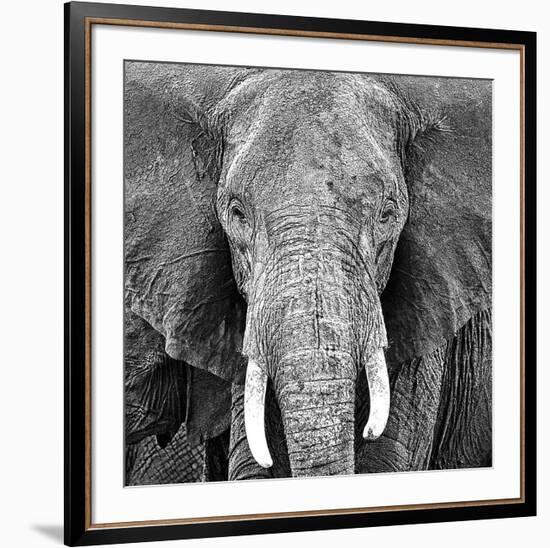 Elephant-null-Framed Art Print