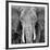 Elephant-null-Framed Art Print