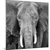 Elephant-null-Mounted Art Print