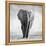 Elephant-Donvanstaden-Framed Premier Image Canvas