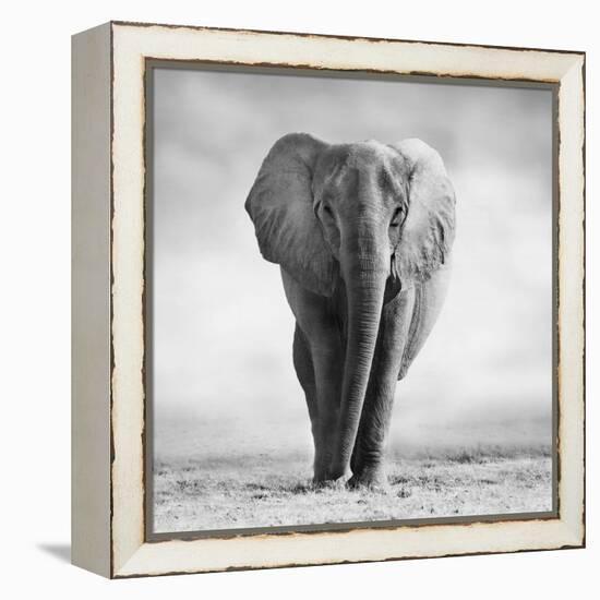 Elephant-Donvanstaden-Framed Premier Image Canvas