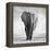 Elephant-Donvanstaden-Framed Premier Image Canvas