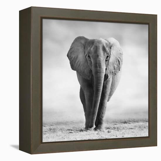 Elephant-Donvanstaden-Framed Premier Image Canvas