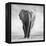 Elephant-Donvanstaden-Framed Premier Image Canvas