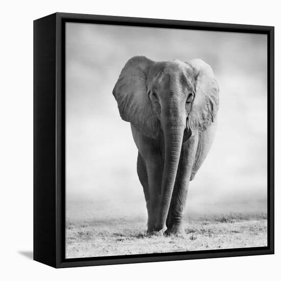 Elephant-Donvanstaden-Framed Premier Image Canvas