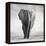 Elephant-Donvanstaden-Framed Premier Image Canvas