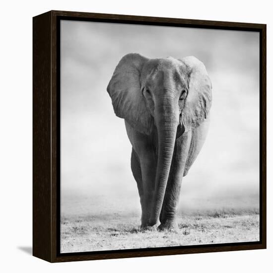 Elephant-Donvanstaden-Framed Premier Image Canvas