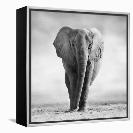 Elephant-Donvanstaden-Framed Premier Image Canvas