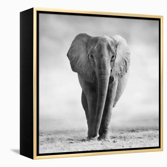 Elephant-Donvanstaden-Framed Premier Image Canvas