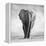 Elephant-Donvanstaden-Framed Premier Image Canvas