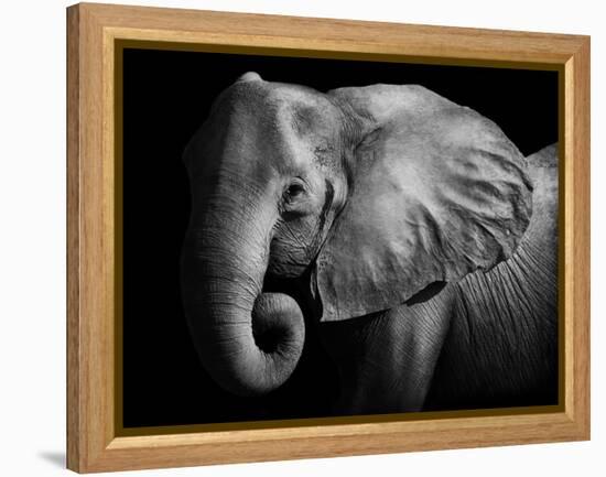 Elephant-Donvanstaden-Framed Premier Image Canvas