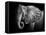 Elephant-Donvanstaden-Framed Premier Image Canvas