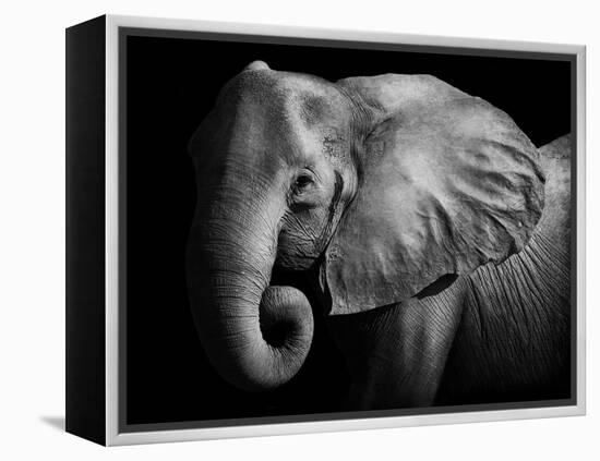 Elephant-Donvanstaden-Framed Premier Image Canvas