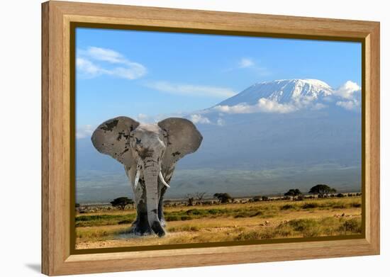 Elephant-byrdyak-Framed Premier Image Canvas