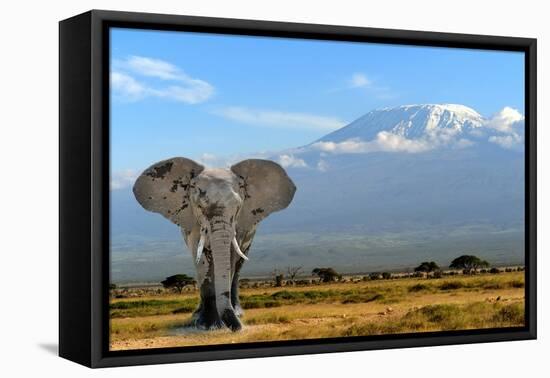 Elephant-byrdyak-Framed Premier Image Canvas