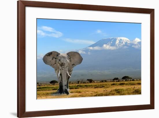 Elephant-byrdyak-Framed Premium Photographic Print