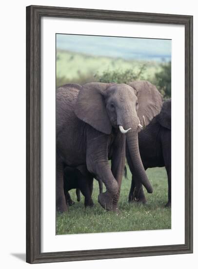 Elephant-DLILLC-Framed Photographic Print