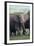 Elephant-DLILLC-Framed Photographic Print