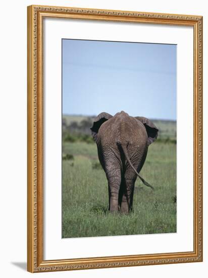 Elephant-DLILLC-Framed Photographic Print