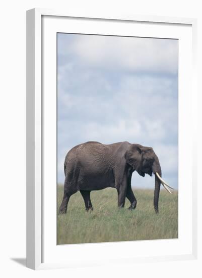 Elephant-DLILLC-Framed Photographic Print