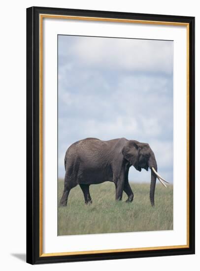 Elephant-DLILLC-Framed Photographic Print