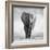 Elephant-Donvanstaden-Framed Photographic Print