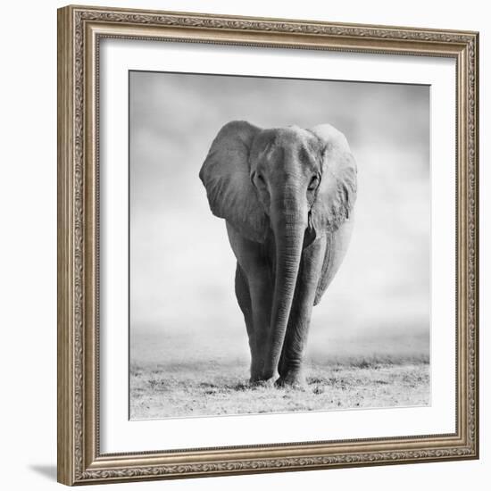 Elephant-Donvanstaden-Framed Photographic Print