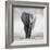 Elephant-Donvanstaden-Framed Photographic Print